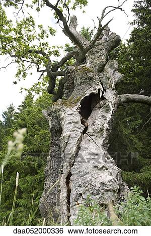Stock Photograph - Gnarled, cracked trunk of old tree. Fotosearch