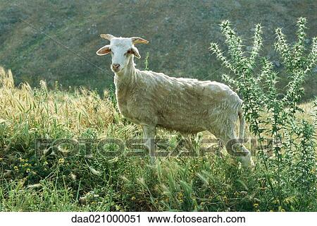 Goat standing in weeds View Large Photo Image Stock Image - Goat standing in weeds. Fotosearch