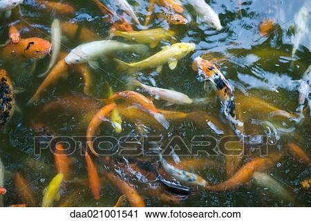 Stock Image - Goldfish. Fotosearch