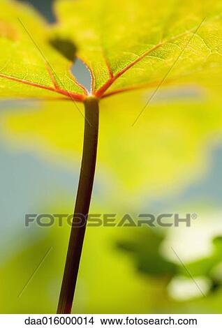 Grape leaf, low angle view, extreme close-up View Large Photo Image Picture - Grape leaf, low angle view, extreme close-up. Fotosearch