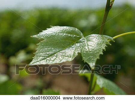 Picture - Grape leaf on vine, close-up. Fotosearch
