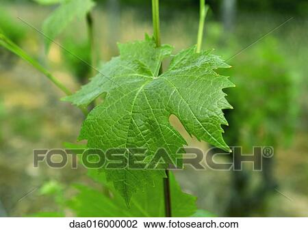 Stock Image - Grape leaf on vine, close-up. Fotosearch