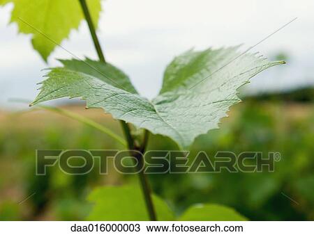Stock Image - Grape leaf on vine, close-up. Fotosearch