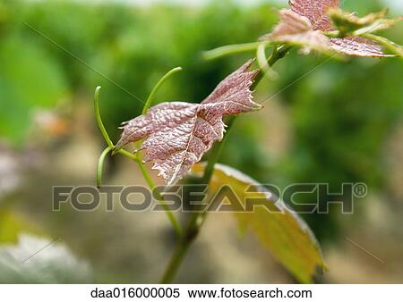 Stock Photography - Grape leaves on vine, close-up. Fotosearch