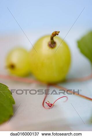 Stock Photo - Grapes, extreme close-up. Fotosearch