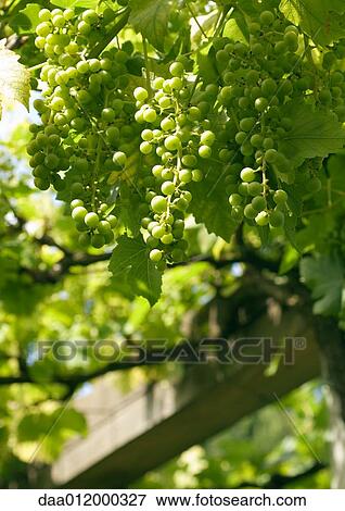 Stock Photo - Grapes growing on vine. Fotosearch