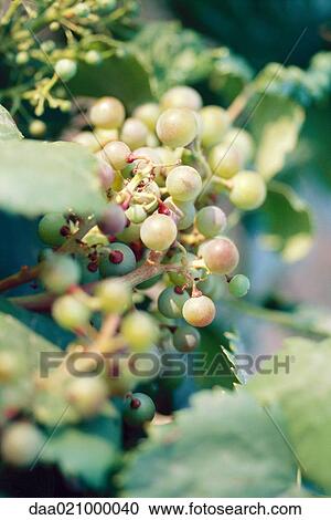 Grapes ripening on vine View Large Photo Image Stock Image - Grapes ripening on vine. Fotosearch