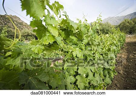 Grapevines growing in vineyard View Large Photo Image Stock Image - Grapevines growing in vineyard. Fotosearch