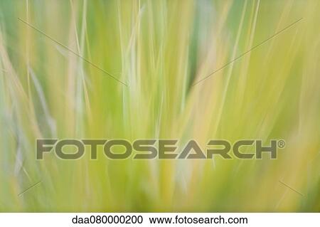 Stock Image - Grass, close-up. Fotosearch
