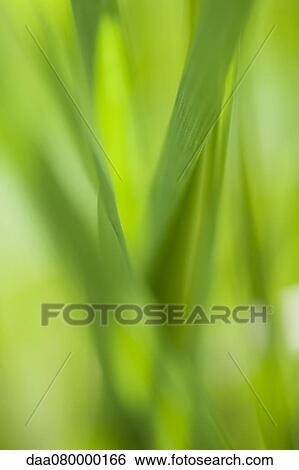 Grass, close-up View Large Photo Image Stock Photograph - Grass, close-up. Fotosearch