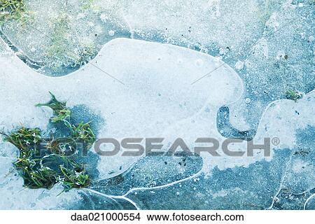 Grass emerging from ice View Large Photo Image Picture - Grass emerging from ice. Fotosearch