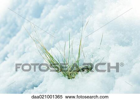 Stock Photography - Grass emerging through snow. Fotosearch