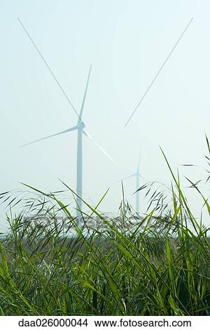 Grass growing in field with wind turbines in background View Large Photo Image Picture - Grass growing in field with wind turbines in background. Fotosearch