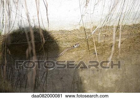 Grass snake (Natrix natrix) in shallow water View Large Photo Image Stock Image - Grass snake (Natrix natrix) in shallow water. Fotosearch