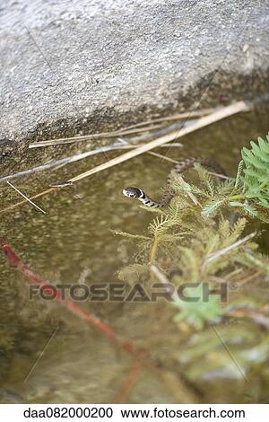 Grass snake (Natrix natrix) in shallow water View Large Photo Image Stock Image - Grass snake (Natrix natrix) in shallow water. Fotosearch