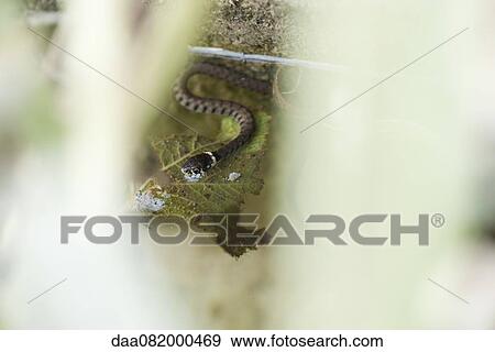 Grass snake (Natrix natrix) in water View Large Photo Image Stock Photo - Grass snake (Natrix natrix) in water. Fotosearch