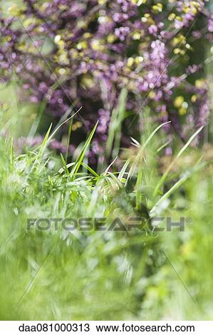 Stock Image - Grass. Fotosearch