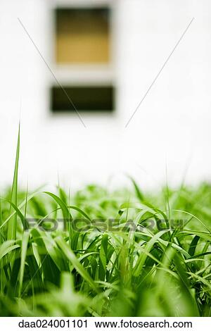Grass, surface level view View Large Photo Image Stock Image - Grass, surface level view. Fotosearch