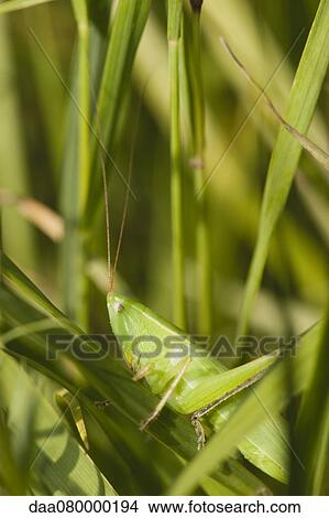 Grasshopper feeding on grass View Large Photo Image Picture - Grasshopper feeding on grass. Fotosearch