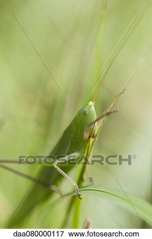 Grasshopper feeding on grass View Large Photo Image Stock Photo - Grasshopper feeding on grass. Fotosearch