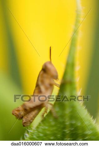 Grasshopper on leaf, close-up View Large Photo Image Stock Photo - Grasshopper on leaf, close-up. Fotosearch