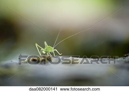 Stock Image - Grasshopper. Fotosearch