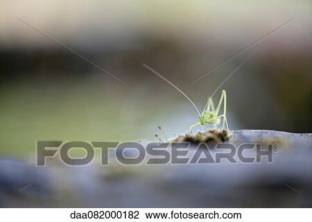 Stock Image - Grasshopper. Fotosearch