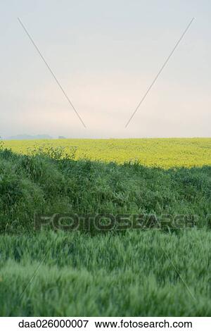 Grassy meadow with horizon in background View Large Photo Image Stock Photo - Grassy meadow with horizon in background. Fotosearch