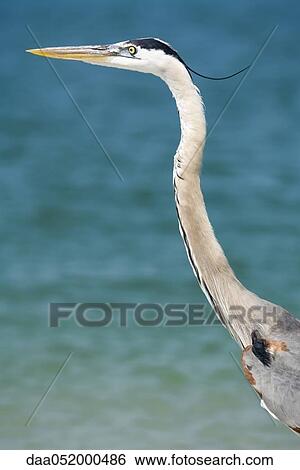 Great Blue Heron View Large Photo Image Stock Photograph - Great Blue Heron. Fotosearch