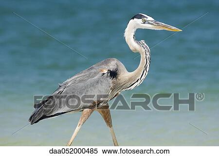 Great Blue Heron View Large Photo Image Stock Photography - Great Blue Heron. Fotosearch