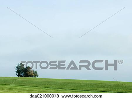 Stock Photo - Green field with grove of trees. Fotosearch