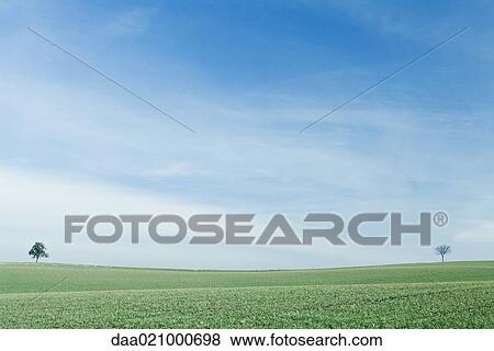 Green field with two trees View Large Photo Image Stock Photo - Green field with two trees. Fotosearch