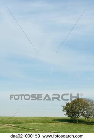 Green fields View Large Photo Image Stock Image - Green fields. Fotosearch