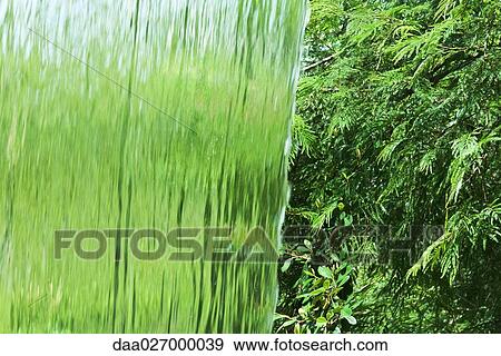 Stock Photo - Green foliage and sheet of water falling, full frame. Fotosearch