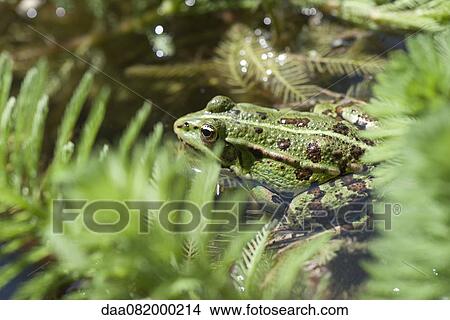 Green frog in pond View Large Photo Image Picture - Green frog in pond. Fotosearch