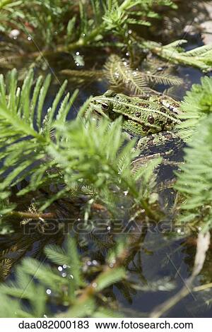 Stock Image - Green frog in pond. Fotosearch