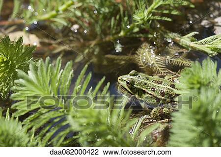 Stock Image - Green frog in pond. Fotosearch