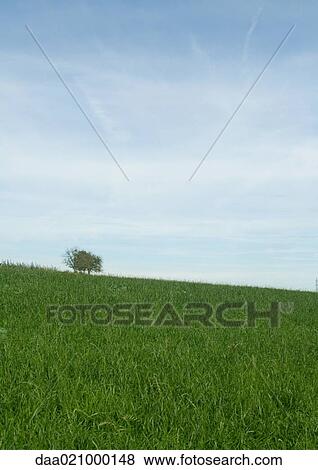 Green hill, tree in background View Large Photo Image Stock Photo - Green hill, tree in background. Fotosearch
