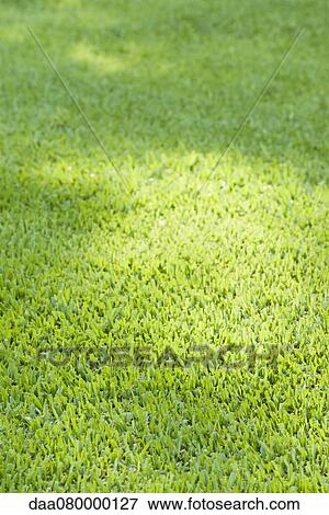 Stock Photo - Green lawn, full frame. Fotosearch