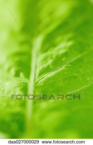 Stock Photo - Green leaf, extreme close-up, full frame. Fotosearch