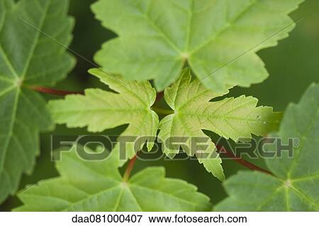 Green leaves, close-up View Large Photo Image Stock Photo - Green leaves, close-up. Fotosearch