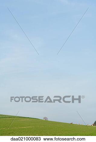 Green pastures, cows grazing in distance View Large Photo Image Stock Image - Green pastures, cows grazing in distance. Fotosearch