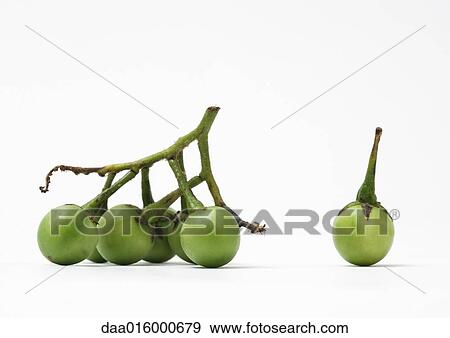 Green pea eggplants View Large Photo Image Stock Photo - Green pea eggplants. Fotosearch