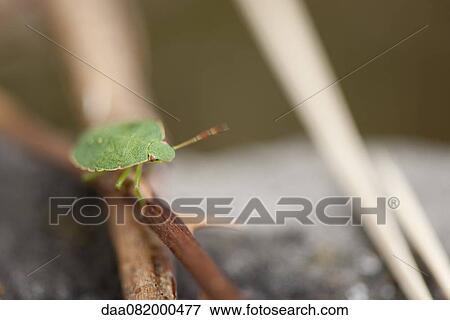 Green shield bug (Palomena prasina) View Large Photo Image Stock Photo - Green shield bug (Palomena prasina). Fotosearch