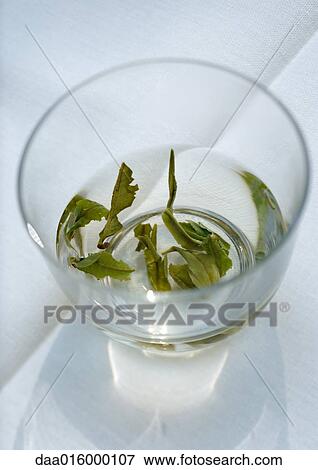 Stock Photo - Green tea steeping in cup. Fotosearch