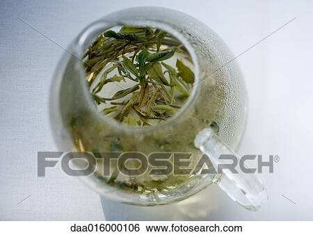 Green tea steeping in tea pot View Large Photo Image Stock Photograph - Green tea steeping in tea pot. Fotosearch