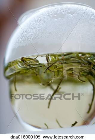 Green tea steeping in tea pot View Large Photo Image Stock Photography - Green tea steeping in tea pot. Fotosearch