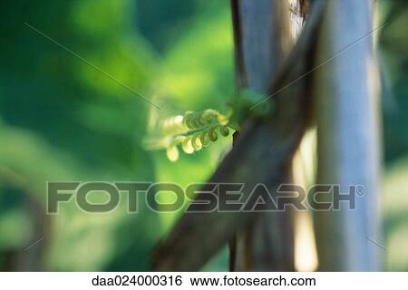 Green tendril in garden, close-up View Large Photo Image Stock Photograph - Green tendril in garden, close-up. Fotosearch