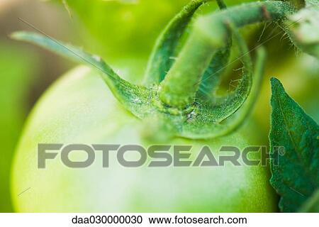 Green tomato on vine, close-up View Large Photo Image Stock Image - Green tomato on vine, close-up. Fotosearch