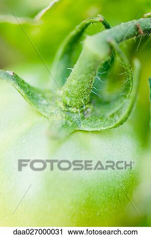 Stock Image - Green tomato on vine, extreme close-up. Fotosearch
